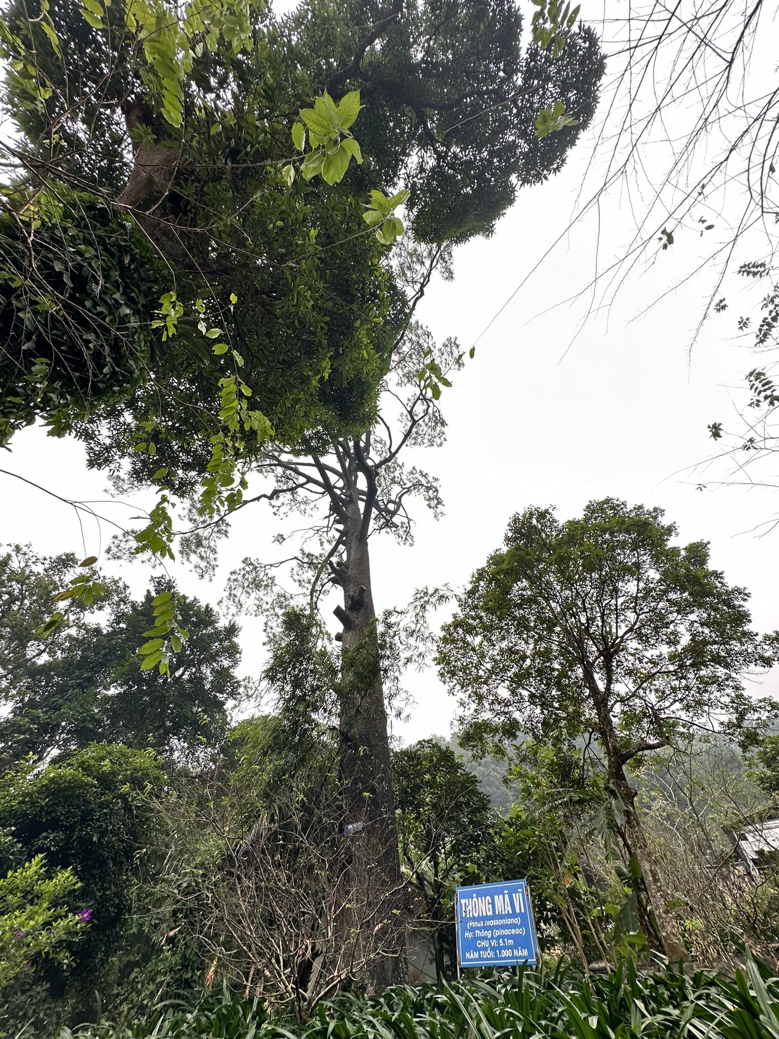 Cây[-]đa[-]và[-]cây[-]thông[-]1000[-]năm[-]tuổi[-]ở[-]Vĩnh[-]Phúc[-]được[-]công[-]nhân[-]Cây[-]Di[-]sản[-]Việt[-]Nam
